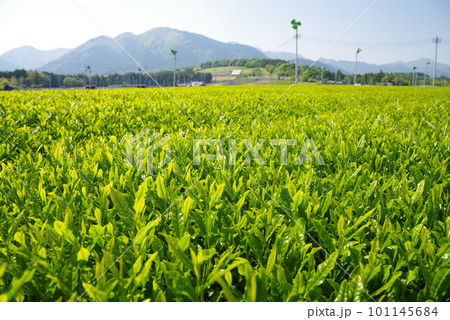 鈴鹿山麓に広がる新茶畑【伊勢茶・水沢地区】 101145684