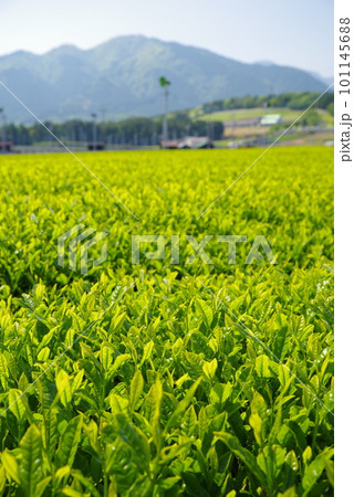 鈴鹿山麓に広がる新茶畑【伊勢茶・水沢地区】 101145688