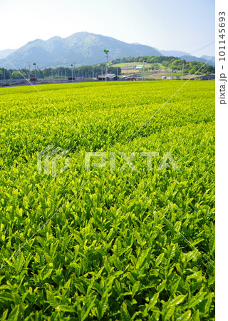 鈴鹿山麓に広がる新茶畑【伊勢茶・水沢地区】 101145693