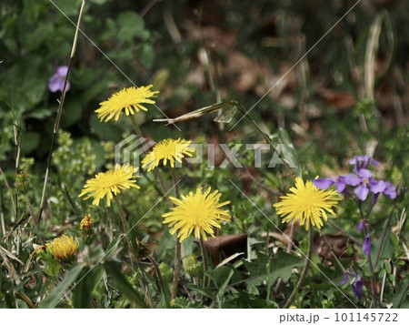 タンポポ 101145722