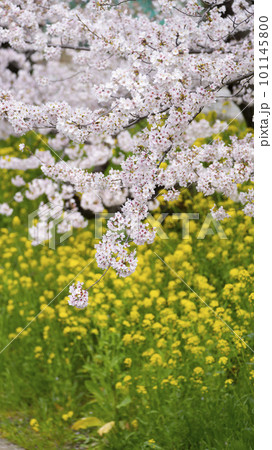 春の桜と菜の花のある風景2023 101145800