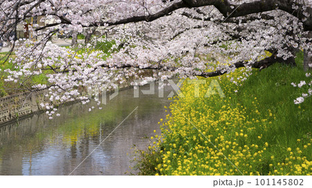 春の桜と菜の花のある風景2023 101145802