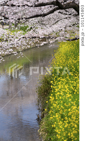 春の桜と菜の花のある風景2023 101145803