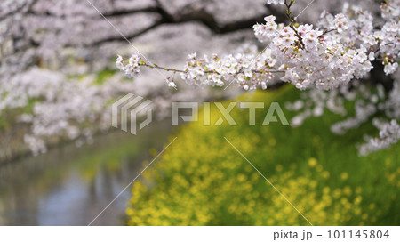 春の桜と菜の花のある風景2023 101145804