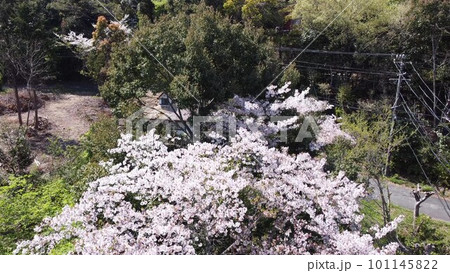緑の森の中の桜の木 101145822