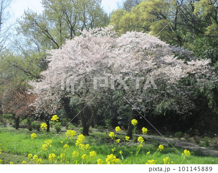 満開の桜に酔う本庄市若泉公園 満開の桜に酔う本庄市若泉公園 101145889
