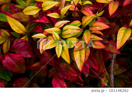 紅葉したオタフクナンテン 紅葉したオタフクナンテン 101146262