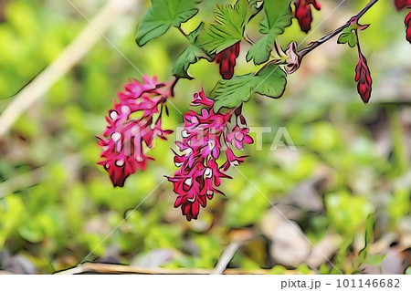 パステル調　”可愛い赤い花”ハナスグリ”　イラストイメージ　 101146682