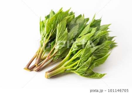 アシタバ 101146705