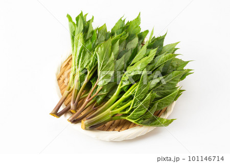 アシタバ 101146714