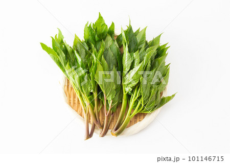 アシタバ 101146715