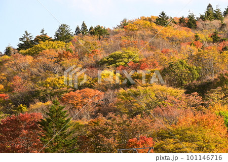 紅葉した山 101146716