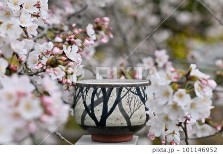桜咲くのを待ちに待って 桜咲くのを待ちに待って 101146952