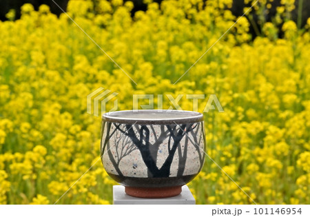 幸手権現堂堤菜の花畑のなかで。 幸手権現堂堤菜の花畑のなかで。 101146954