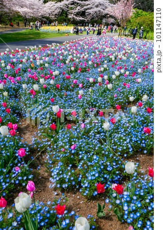 ネモフィラとチューリップ(縦) ネモフィラとチューリップ(縦) 101147110