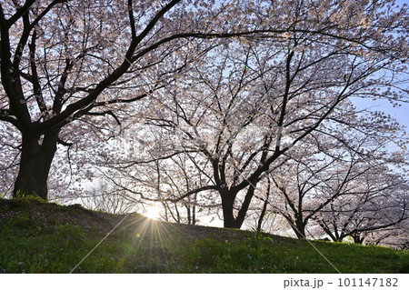 朝日が差し込む桜の木 101147182