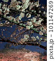 夜桜 101147269