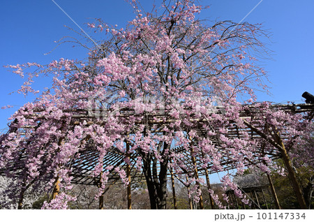満開の染井吉野　東寺　京都市 101147334
