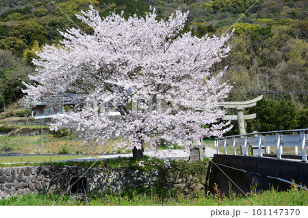 一本桜 101147370