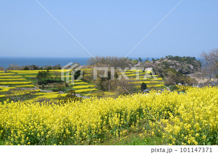 菜の花の咲く丘 101147371