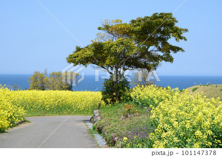 菜の花の咲く丘 101147378