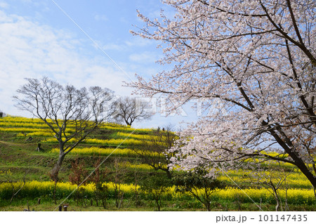 菜の花の咲く丘 菜の花の咲く丘 101147435