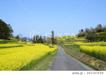 菜の花の咲く丘 菜の花の咲く丘 101147439