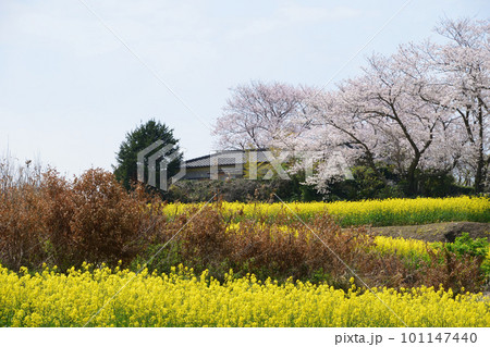 菜の花の咲く丘 101147440