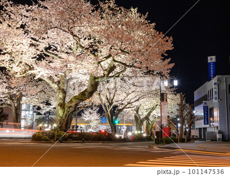 夜桜通り 101147536