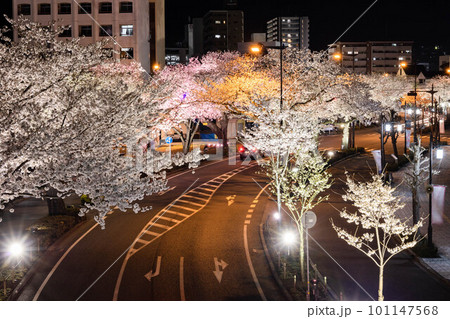 夜桜通り 101147568