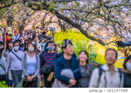 日本の東京都市景観 個人判断…千鳥ヶ淵は多くの人出…=4月1日 日本の東京都市景観 個人判断…千鳥ヶ淵は多くの人出…=4月1日 101147590