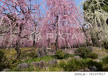 城南宮 しだれ梅 城南宮 しだれ梅 101147617