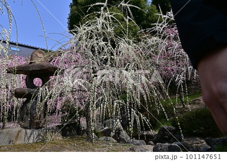 城南宮しだれ梅 101147651