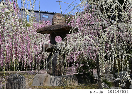 城南宮しだれ梅 城南宮しだれ梅 101147652