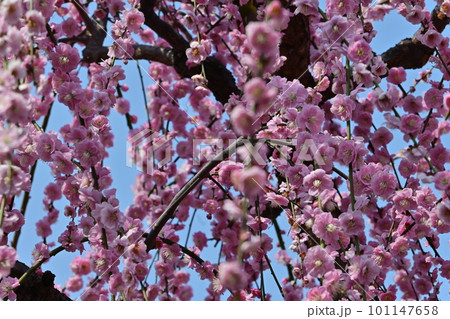 城南宮しだれ梅 城南宮しだれ梅 101147658