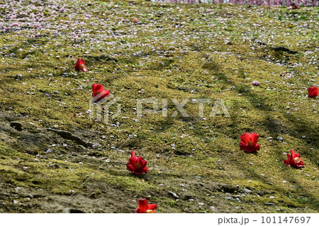城南宮しだれ梅 101147697