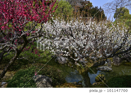 城南宮しだれ梅 101147700