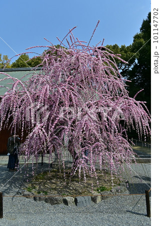 城南宮しだれ梅 101147702