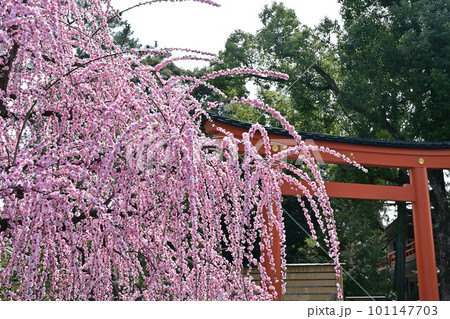 城南宮しだれ梅 城南宮しだれ梅 101147703