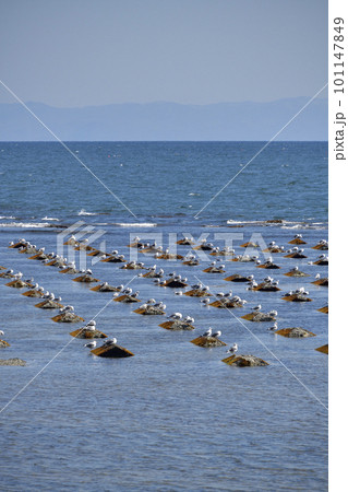春の北海道北斗市でふ海苔の人工礁にカモメが居る風景を撮影 101147849