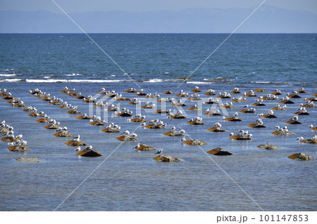 春の北海道北斗市でふ海苔の人工礁にカモメが居る風景を撮影 春の北海道北斗市でふ海苔の人工礁にカモメが居る風景を撮影 101147853