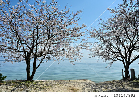 琵琶湖 北比良の桜 101147892