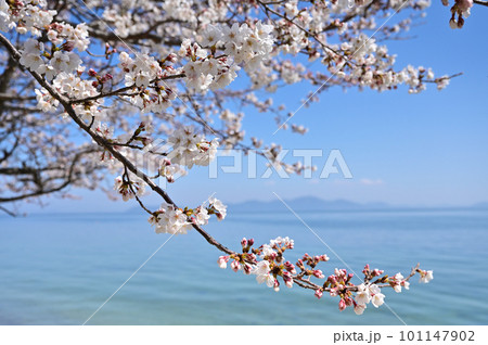 琵琶湖 北比良の桜 101147902