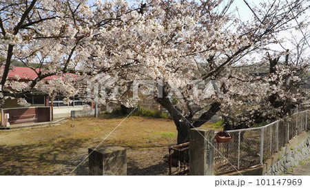 粟島(香川県)旧粟島幼稚園(廃園の桜)2 粟島(香川県)旧粟島幼稚園(廃園の桜)2 101147969