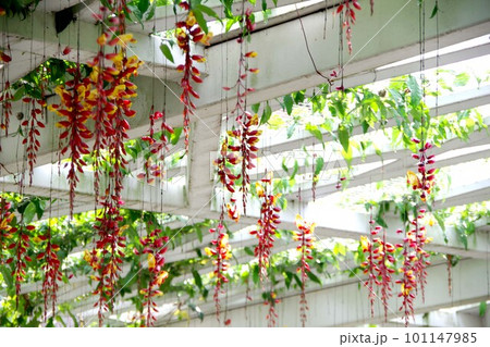 ツンベルギア・ マイソレンシスの花 101147985