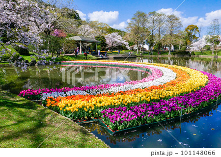 チューリップのレインボウ 101148066