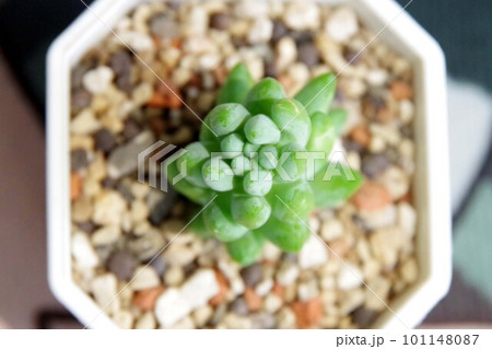 玉つづり 101148087