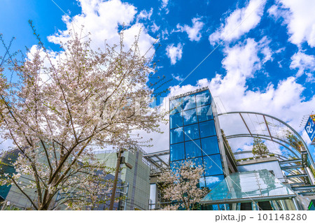 日本の東京都市景観 渋谷駅前の宮下公園。桜も満開=3月29日、宮下公園 日本の東京都市景観 渋谷駅前の宮下公園。桜も満開=3月29日、宮下公園 101148280