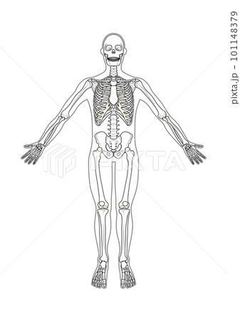 全身骨格　正面　男性　体表あり 101148379