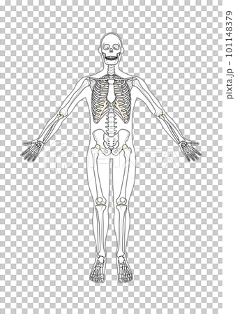 全身骨格　正面　男性　体表あり 101148379
